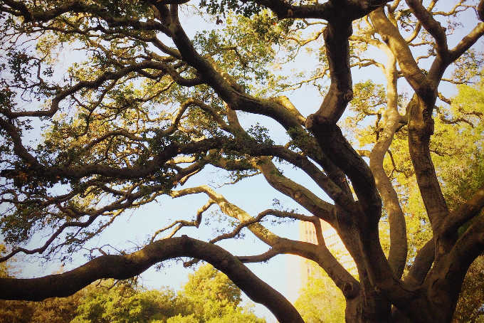 A large tree with a canopy of gnarled branches.